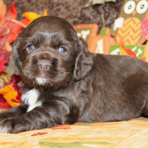 Cocker Spaniel Puppy Feebie