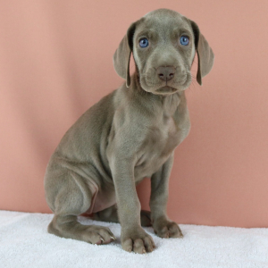 Weimaraner Puppy Coco