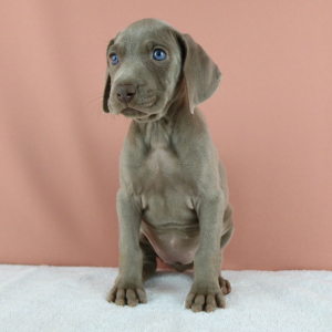 Weimaraner Puppy Coco