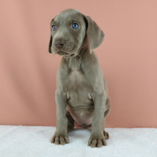 Weimaraner Puppy Coco