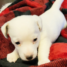 Jack Russell Terrier Puppy Jillian