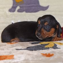 Dachshund Puppy Misty
