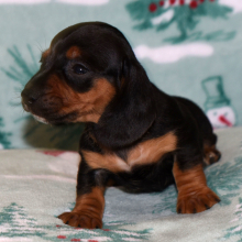 Dachshund Puppy Misty
