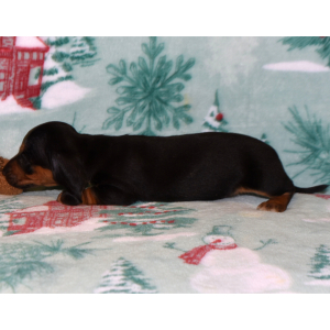 Dachshund Puppy Misty