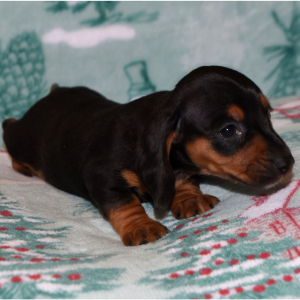 Dachshund Puppy Misty
