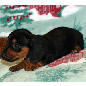 Dachshund Puppy Misty