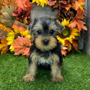 Yorkshire Terrier Puppy Nadia