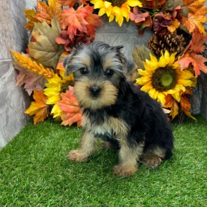 Yorkshire Terrier Puppy Nadia