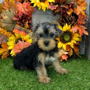 Yorkshire Terrier Puppy Nadia