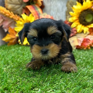 Yorkshire Terrier Puppy Adele