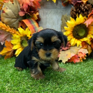 Yorkshire Terrier Puppy Adele