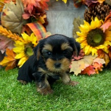 Yorkshire Terrier Puppy Adele