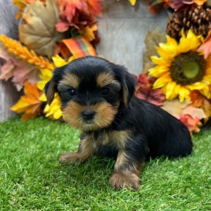 Yorkshire Terrier Puppy Adele