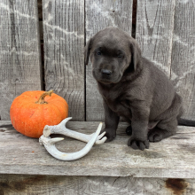 Labrador Retriever Puppy Marshall