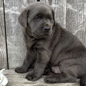 Labrador Retriever Puppy Marshall