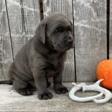 Labrador Retriever Puppy Marshall