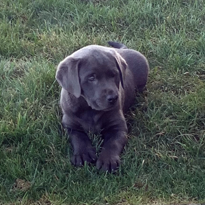 Labrador Retriever Puppy Marshall