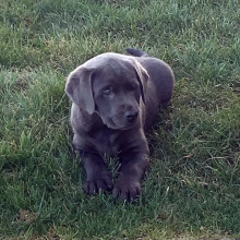 Labrador Retriever Puppy Marshall