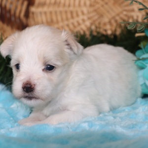 Maltese Puppy Ruthie