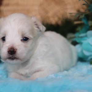 Maltese Puppy Ruthie