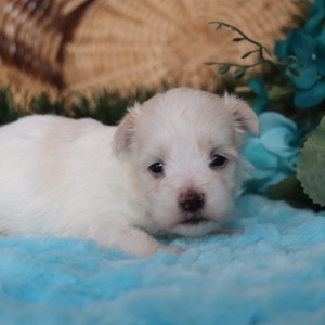 Maltese Puppy Ruthie