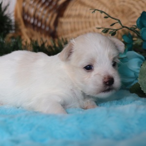 Maltese Puppy Ruthie