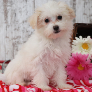 Maltese Puppy Ruthie
