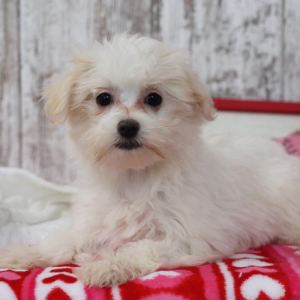Maltese Puppy Ruthie