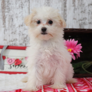 Maltese Puppy Ruthie