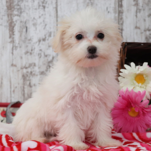 Maltese Puppy Ruthie
