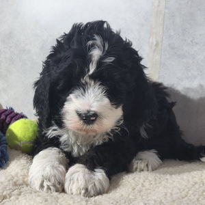 Bernedoodle Puppy Cora