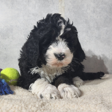 Bernedoodle Puppy Cora