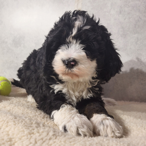 Bernedoodle Puppy Cora