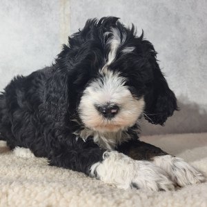 Bernedoodle Puppy Cora