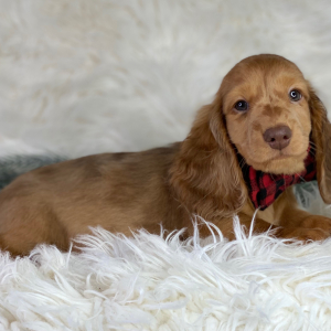 Dachshund Puppy Erik