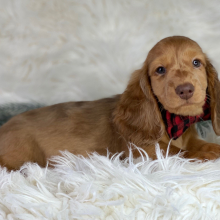 Dachshund Puppy Erik