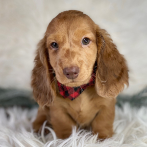 Dachshund Puppy Erik