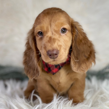 Dachshund Puppy Erik