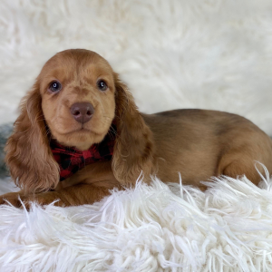 Dachshund Puppy Erik