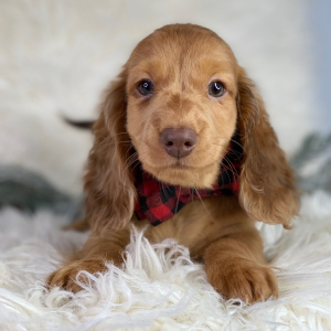 Dachshund Puppy Erik