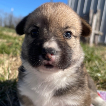 Pembroke Welsh Corgi Puppy Sally