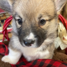 Pembroke Welsh Corgi Puppy Sally