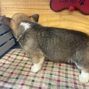 Pembroke Welsh Corgi Puppy Sally