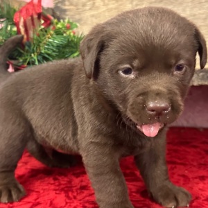 Labrador Retriever Puppy Dusty