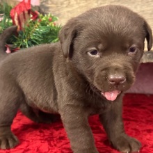 Labrador Retriever Puppy Dusty