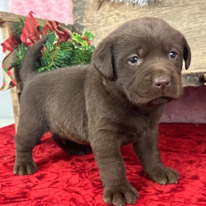 Labrador Retriever Puppy Dusty
