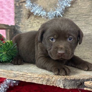Labrador Retriever Puppy Dusty