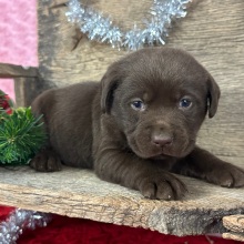 Labrador Retriever Puppy Dusty