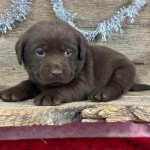 Labrador Retriever Puppy Dusty