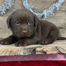 Labrador Retriever Puppy Dusty